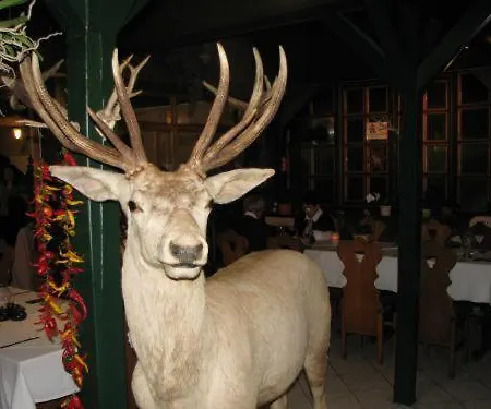 Aranyszarvas-goldener Hirsch Hotel